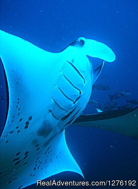 Manta Ray | MV Carina Liveaboard Maldives | Image #4/11 | 