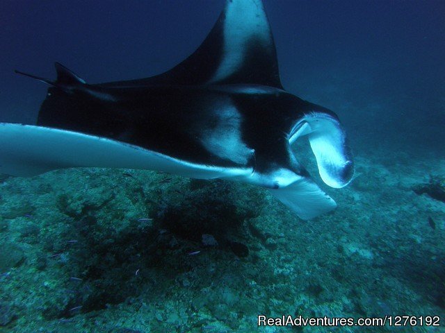 Manta Ray | MV Carina Liveaboard Maldives | Image #8/11 | 