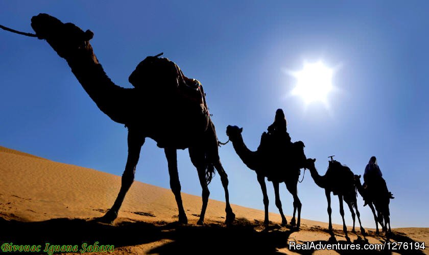 IGUANASAHARATOURS MARRAKECH MOROCCO 4x4 | Traveling In Morocco Day Tours Marrakech | Image #22/25 | 