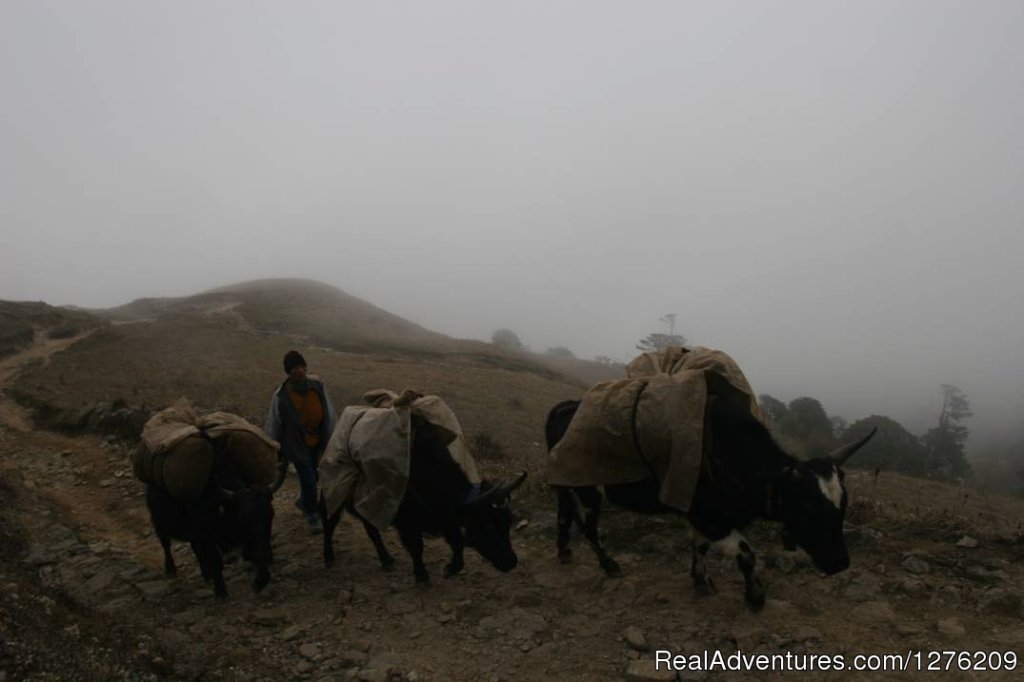 Singalila Trek - DARJEELING | Darjeeling, India | Hiking & Trekking | Image #1/5 | 