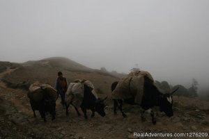 Singalila Trek - DARJEELING