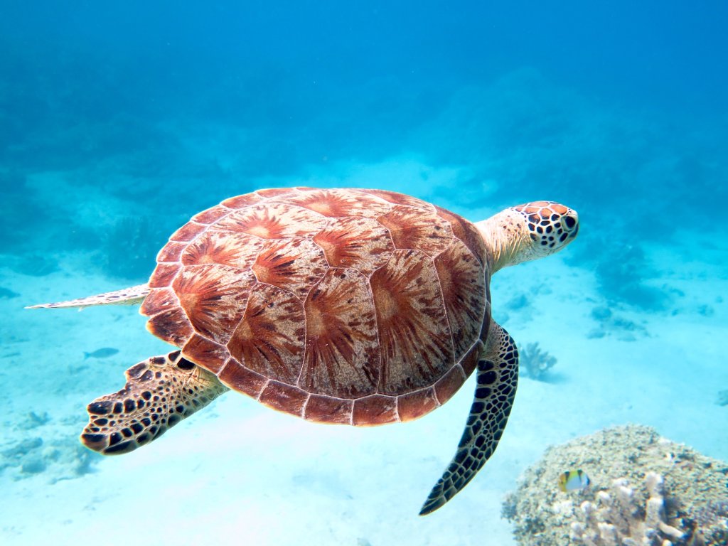 New: 7 Nights Snorkel Cruise | Image #14/16 | 