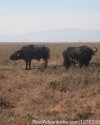 Great Adventures in Africa Kenya wildlife viewing | Nairobi, Kenya