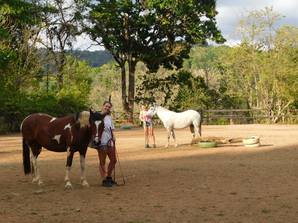 Natural Horsemanship. | Natural horsemanship B&B | Image #6/6 | 