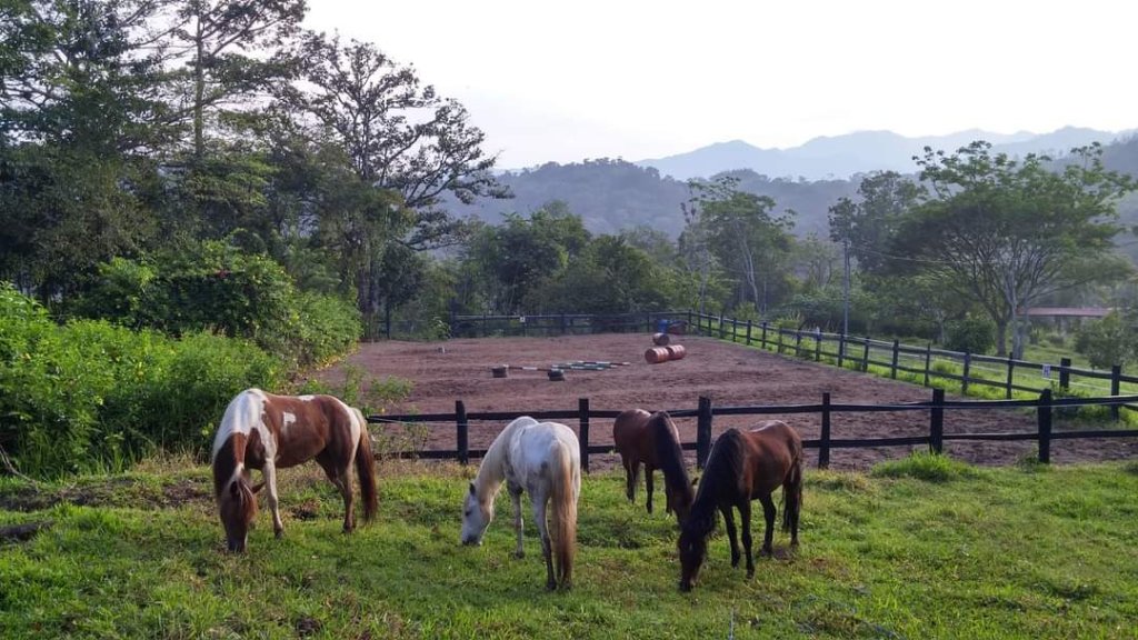 Horses | Natural horsemanship B&B | Image #4/6 | 