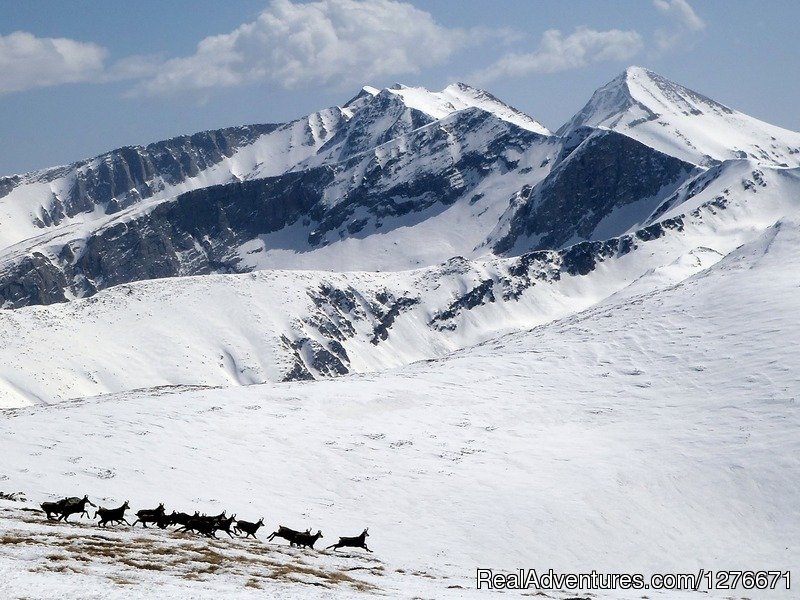 Chamois in Pirin Mountains | Hiking in Bulgaria with a Private Guide | Image #11/23 | 