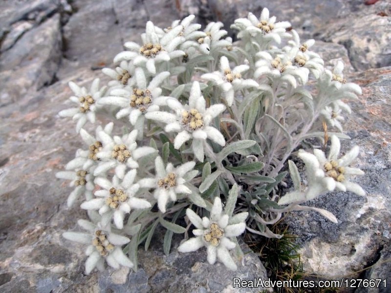 Edelveiss in Pirin Mountains | Hiking in Bulgaria with a Private Guide | Image #10/23 | 