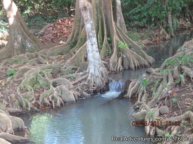 Stream beside the house | Enjoy nature and feel home at Riversideview House | Image #7/8 | 