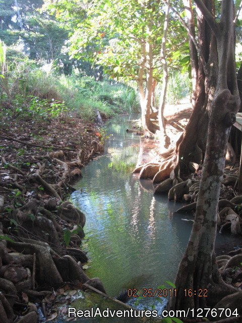 Mangrooves along the stream | Enjoy nature and feel home at Riversideview House | Image #8/8 | 