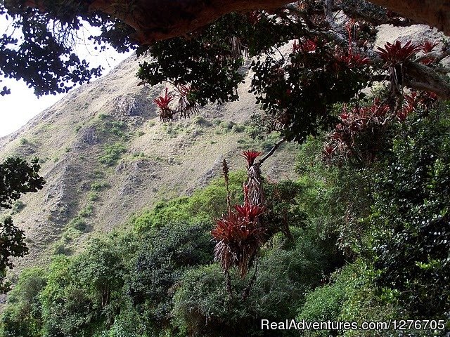 Inca Trail To Machu Picchu | Inca Trail | Image #10/19 | 