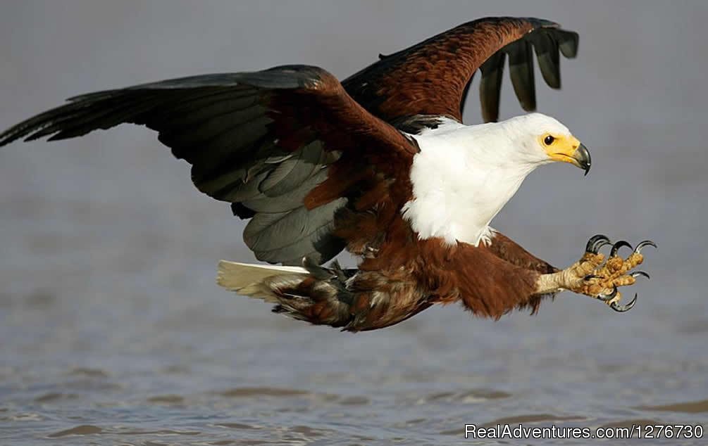 African Fish Eagle | Uganda Tours and Safaris | Image #4/4 | 