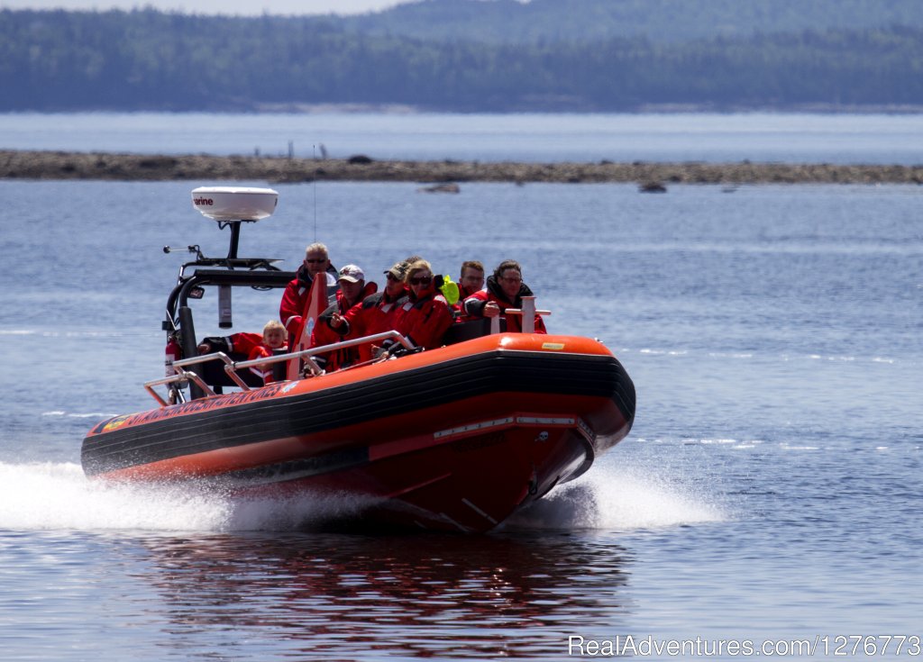 St. Andrews Ocean Adventures Whale Watching | St. Andrews, New Brunswick  | Whale Watching | Image #1/6 | 