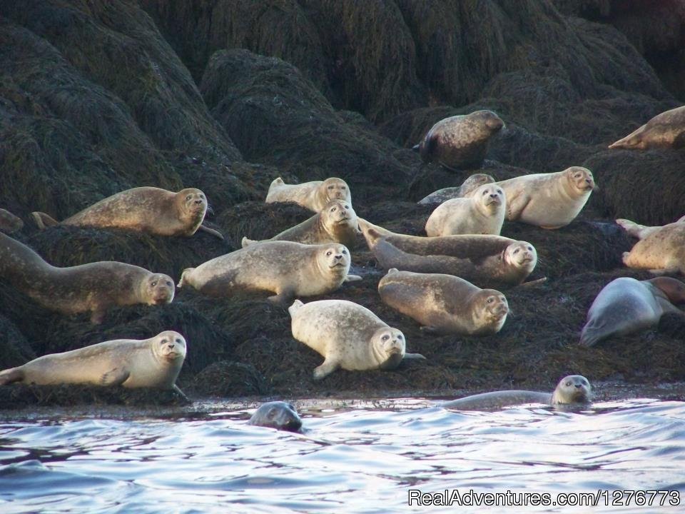 St. Andrews Ocean Adventures Whale Watching | Image #6/6 | 