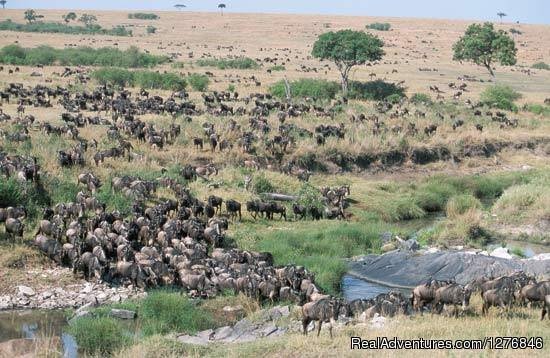 Wildlife Tours And Safaris In East And South Africa | 3 days Join-in Safaris To Masai Mara | Masai Mara, Kenya | Sight-Seeing Tours | Image #1/1 | 