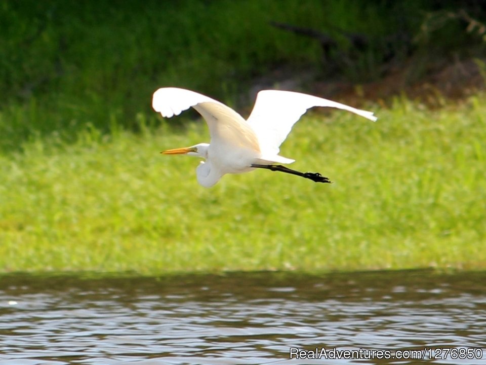 Great Egret | Amazon Jungle Tour | Image #5/26 | 