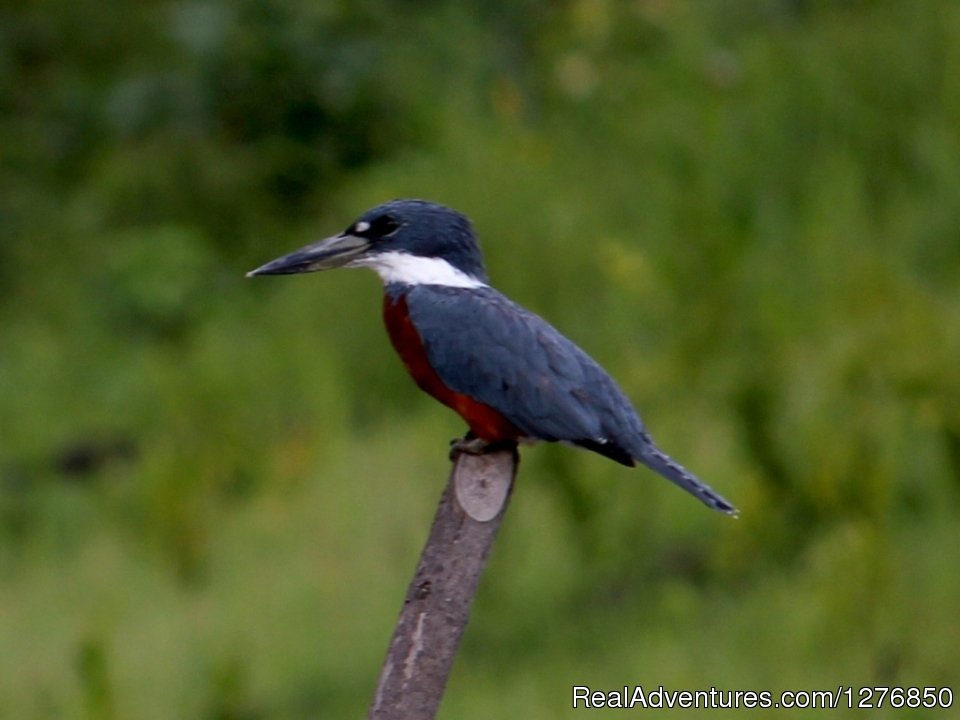 Kingfisher | Amazon Jungle Tour | Image #6/26 | 