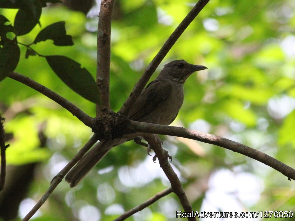 Amazon Jungle Tour | Image #8/26 | 