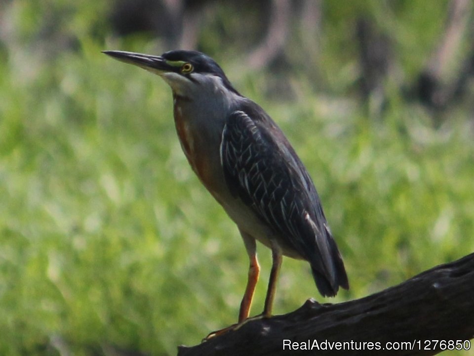 Green Backed Heron | Amazon Jungle Tour | Image #9/26 | 