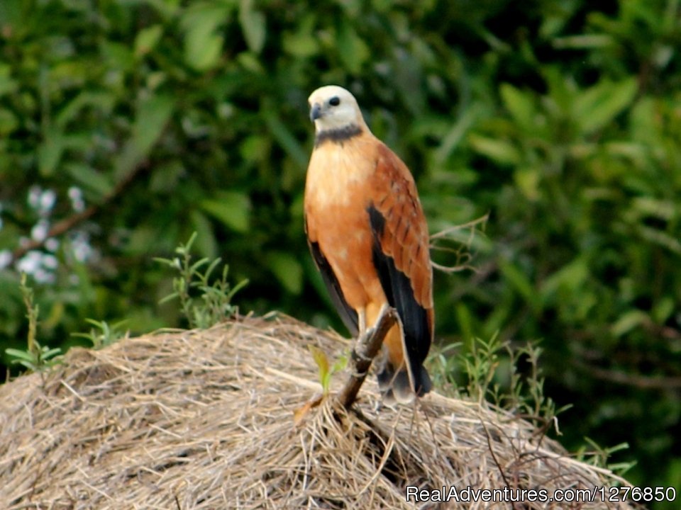 Hawk | Amazon Jungle Tour | Image #11/26 | 