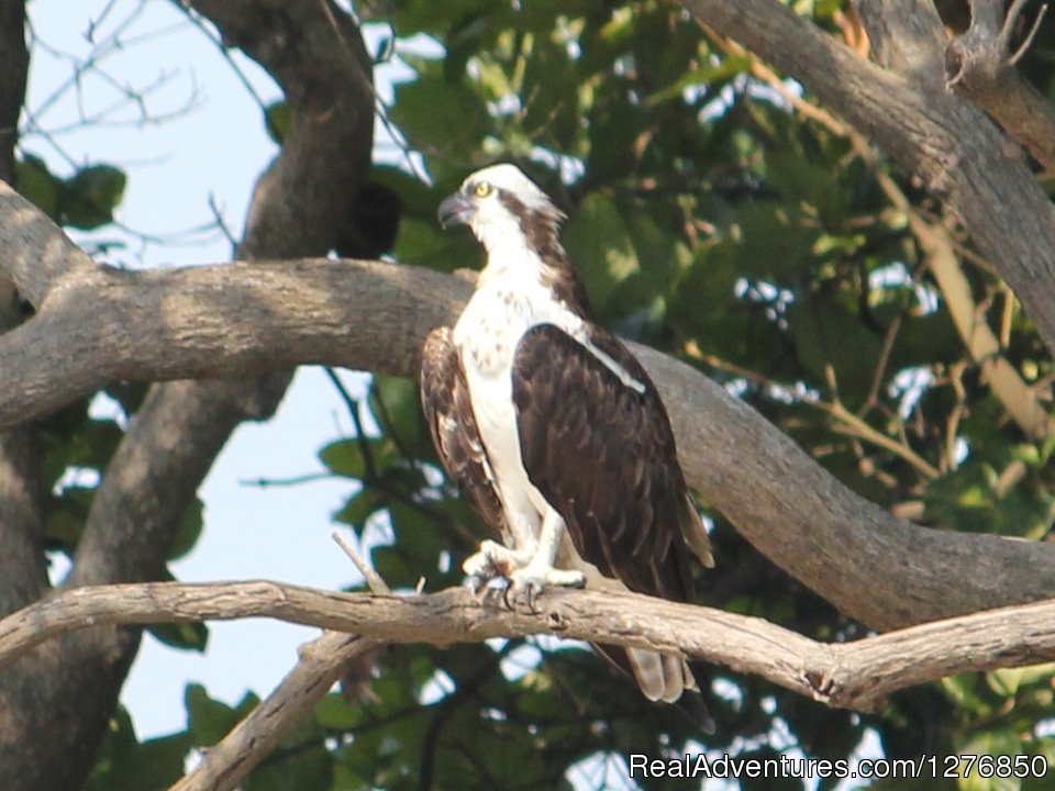 Osprey | Amazon Jungle Tour | Image #13/26 | 