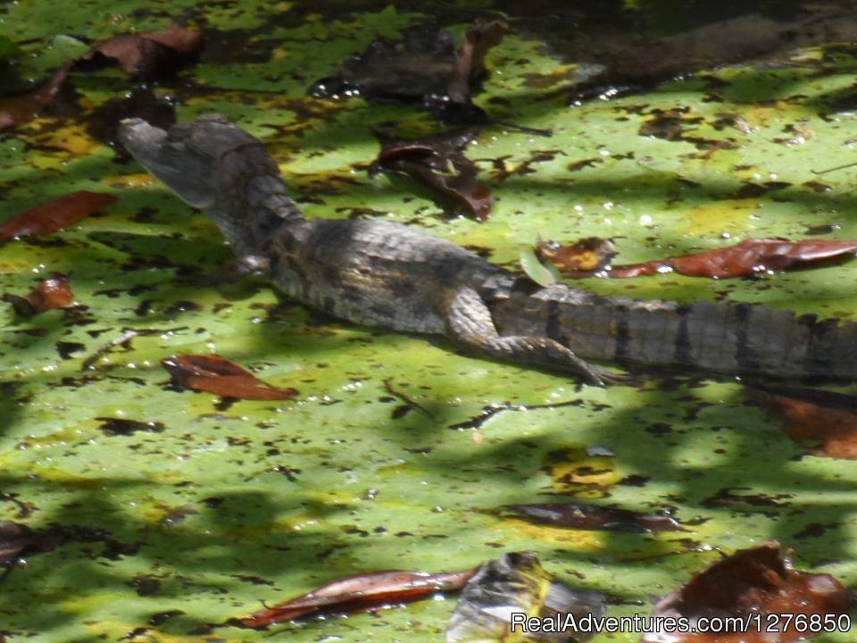 Caiman | Amazon Jungle Tour | Image #14/26 | 