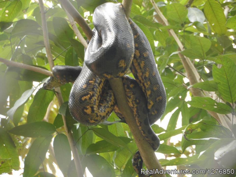 Boa Constricta | Amazon Jungle Tour | Image #21/26 | 