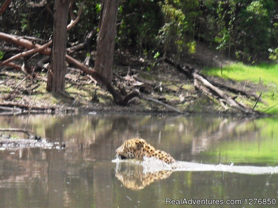 Jaguar | Amazon Jungle Tour | Image #4/26 | 