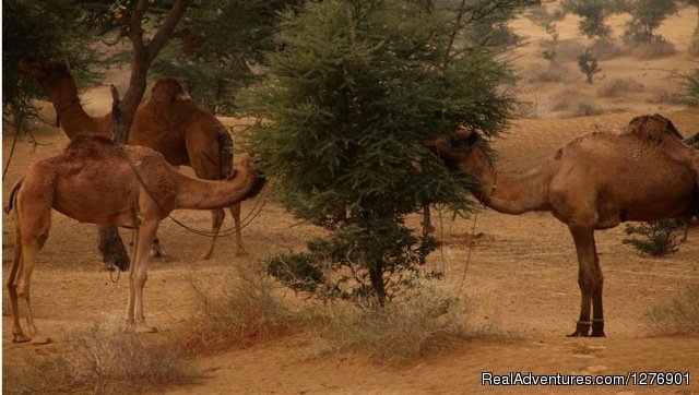 Thar Desert | Umaid Safaris & Desert Lodge, Bikaner | Image #6/13 | 