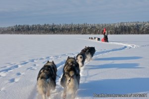 Dog sledding adventures