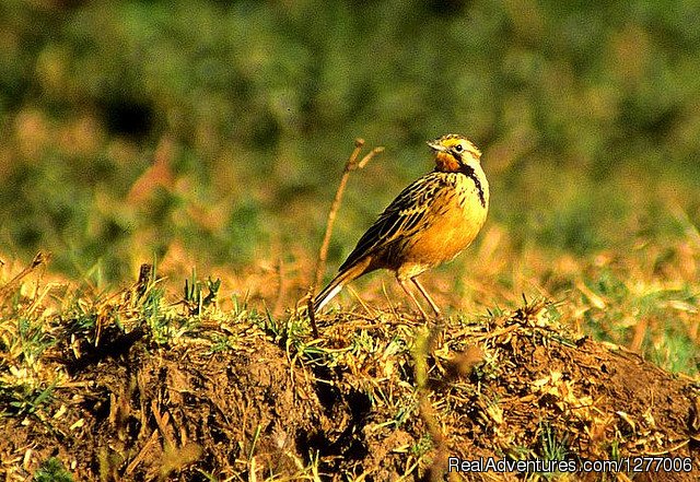 KING DAWIT TOURS ETHIOPIA- Abyssinia  birds tour | Image #3/6 | 