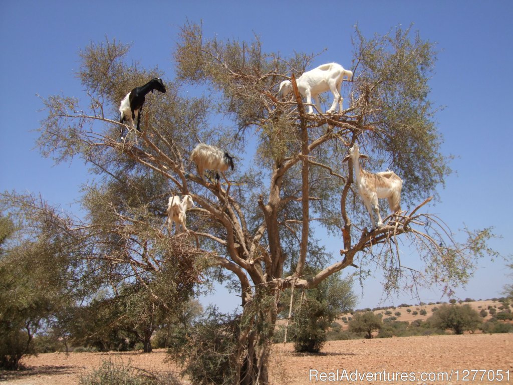 Hello Morocco Tours | Image #7/7 | 