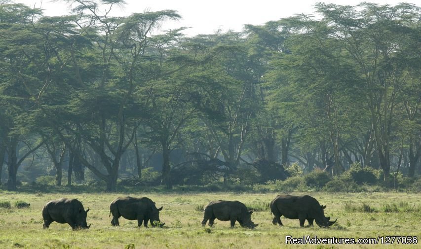 Lake Nakuru national Pak | 9 Days Kenya Flying Safari | Image #3/15 | 