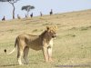 3 Days 2 Nights Masaimara Joining Safari | Nairobi, Kenya