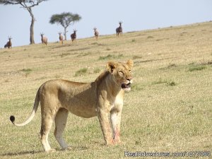 3 Days 2 Nights Masaimara Joining Safari