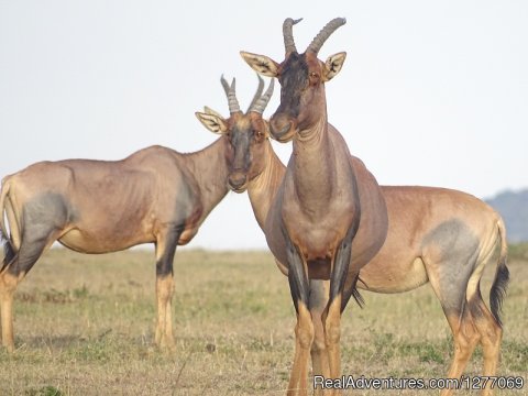 Rhino Safari