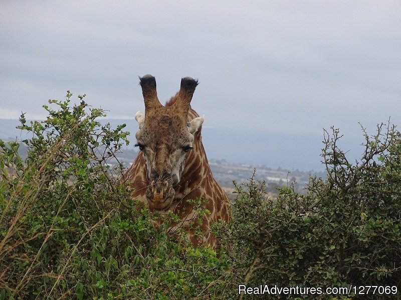 Girrafe | 3 Days 2 Nights Masaimara Joining Safari | Image #5/11 | 