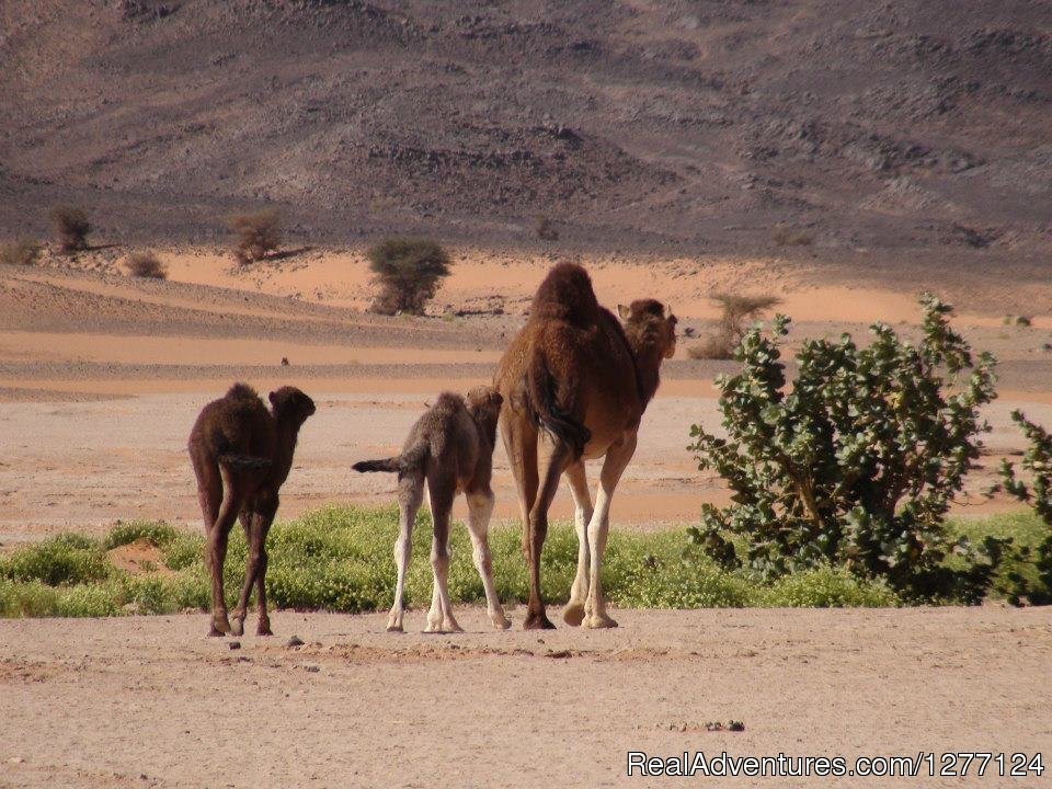 Tours Via Morocco | Image #9/25 | 