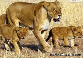 Kenya Safari | Nairobi, Kenya Wildlife & Safari Tours | Great Vacations & Exciting Destinations