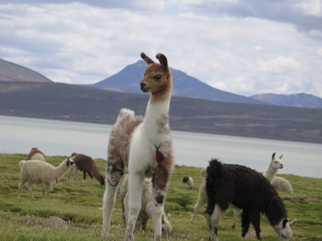 Faun At Laguna Salinas | Day Biking Trip To Laguna De Salinas - Arequipa | Image #7/8 | 