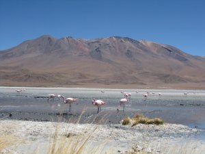 Day Biking Trip To Laguna De Salinas - Arequipa