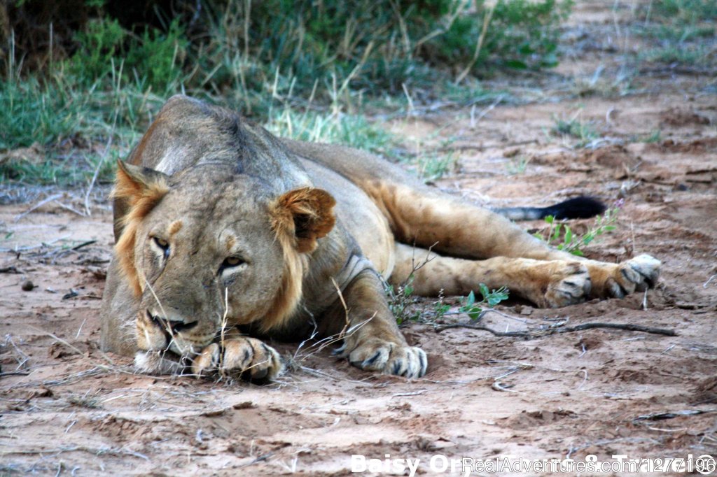 3 Days Maasai Mara Flying Package | Image #2/4 | 