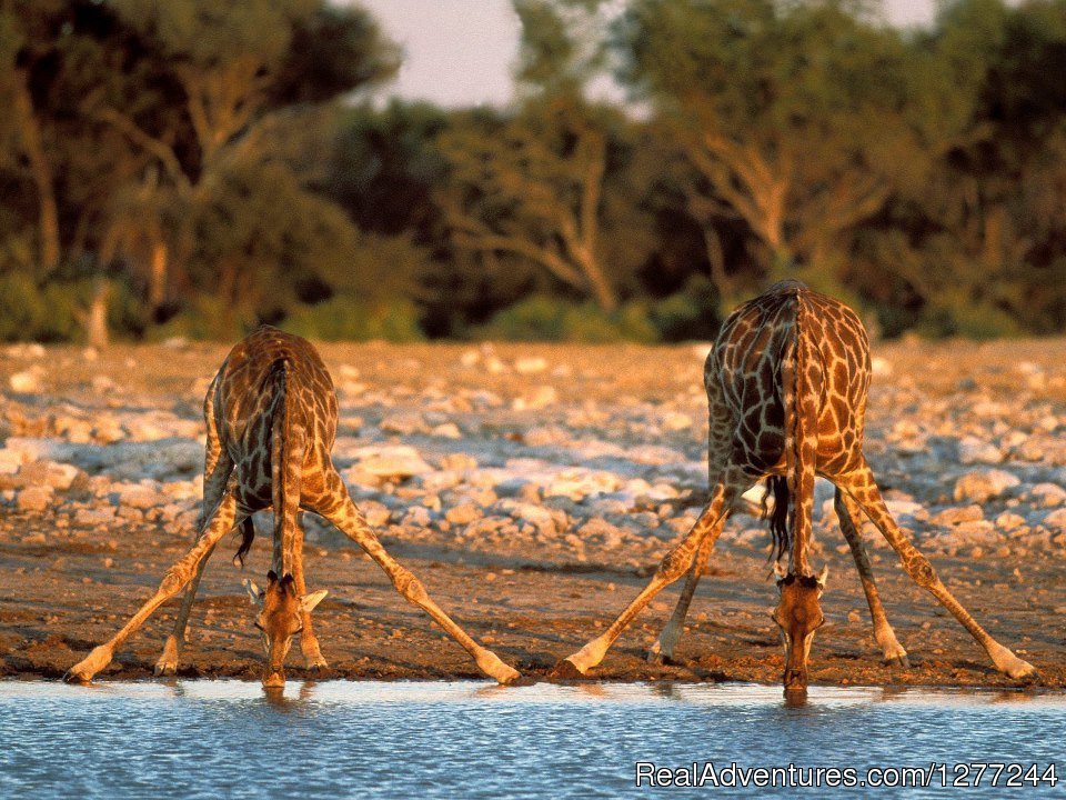 Mikumi National Park | Morogoro Tanzania - Wildlife Safari | Image #2/3 | 