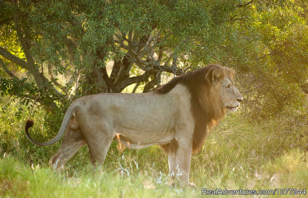 Mikumi National Park | Morogoro Tanzania - Wildlife Safari | Morogoro, Tanzania | Wildlife & Safari Tours | Image #1/3 | 