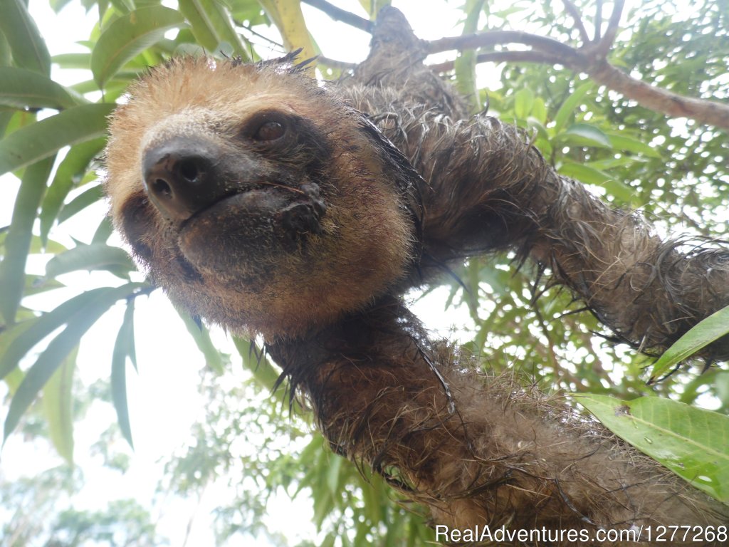 Sloth at Sloth island Nature Resort | 3 Guianas: Guyana, Suriname and French Guiana | Image #6/7 | 