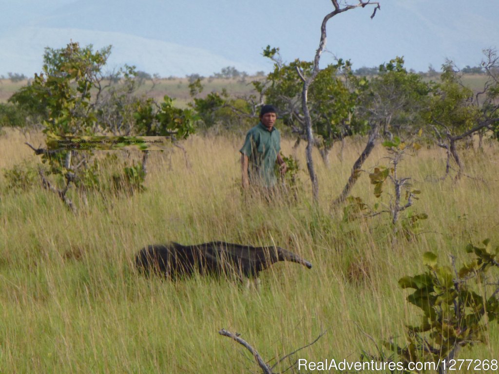 Giant Anteater at Karanambu Guyana | 3 Guianas: Guyana, Suriname and French Guiana | Image #7/7 | 