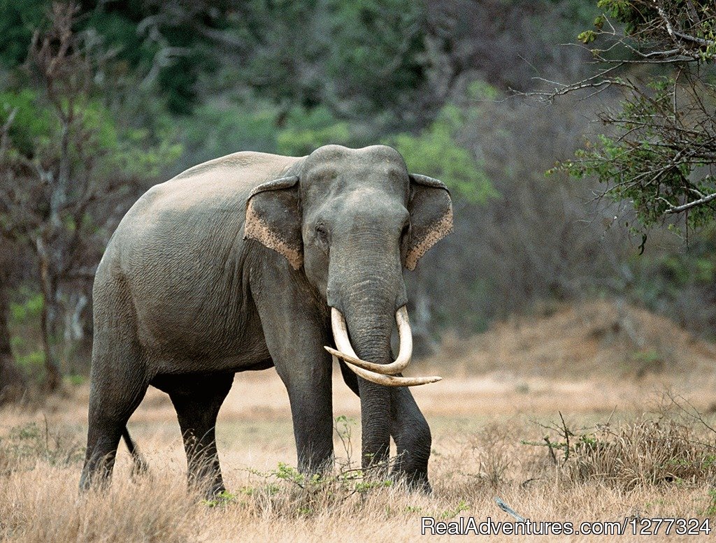 Discover Sri Lanka | Image #2/7 | 