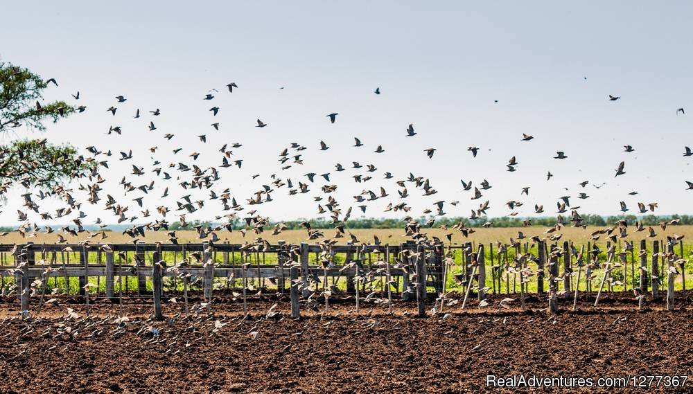 Dove Hunt, Cordoba Argentina | Dove Hunt in Cordoba, Argentina | Image #3/23 | 