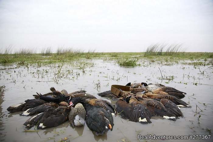 Duck Hunt, Santa Fe, Argentina | Dove Hunt in Cordoba, Argentina | Image #6/23 | 