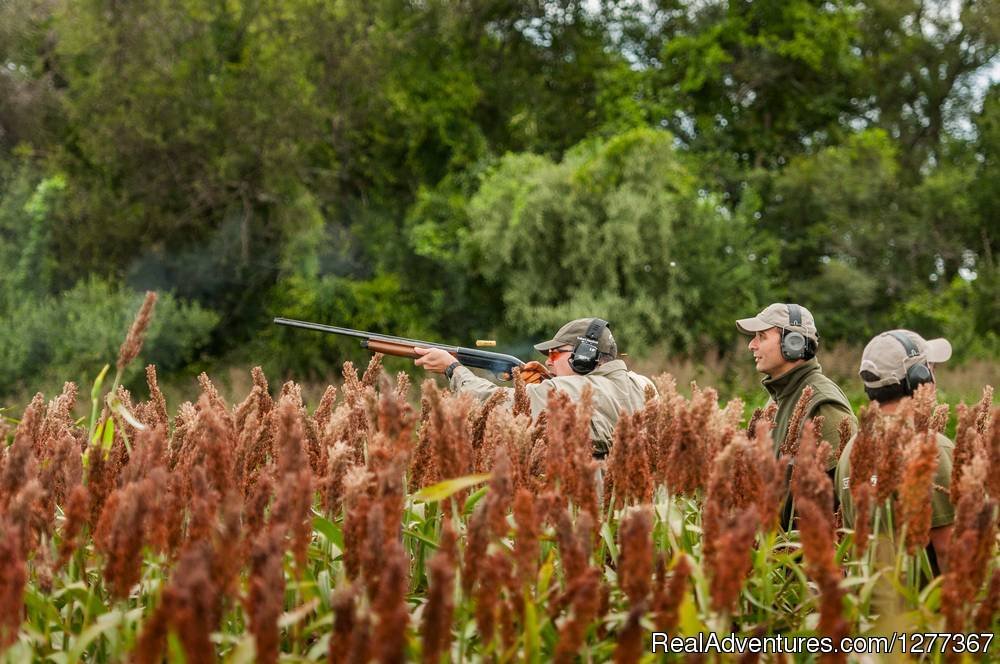 Dove Hunt, Cordoba Argentina | Dove Hunt in Cordoba, Argentina | Image #4/23 | 