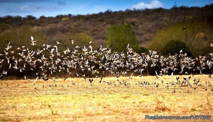 Dove Hunt, Cordoba Argentina | Dove Hunt in Cordoba, Argentina | Image #2/23 | 